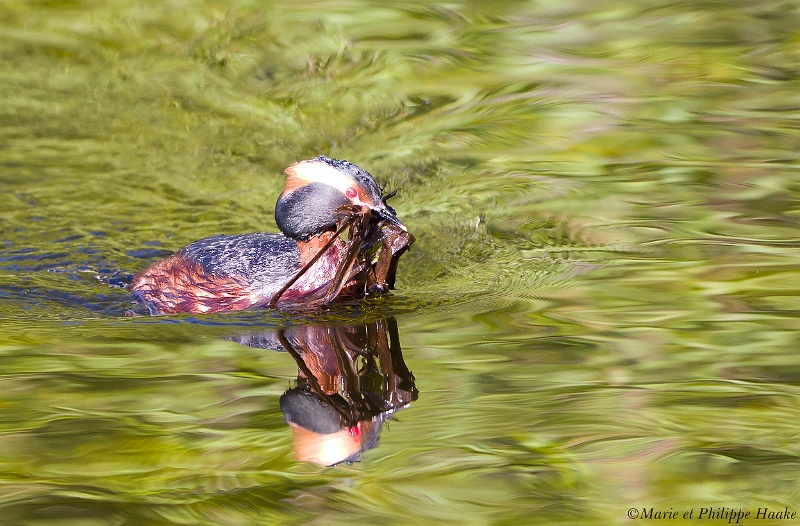 Grebe esclavon 6265_wm.jpg - Grèbe esclavon, Podiceps auritus, Horned Grebe (Suède, mai 2011)